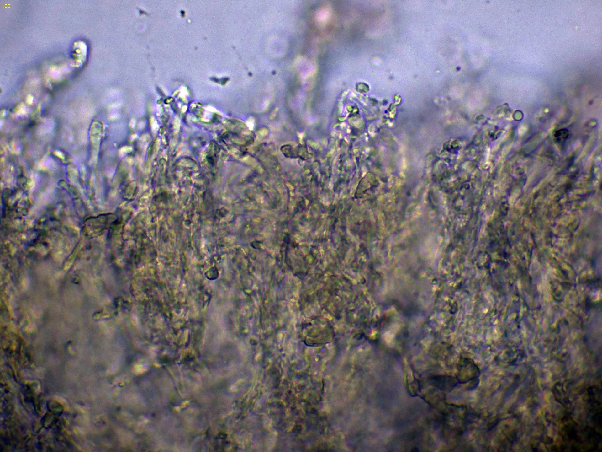 10 - Himenio agua-001